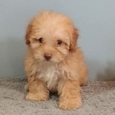 Peggy - Toy Poodle Female