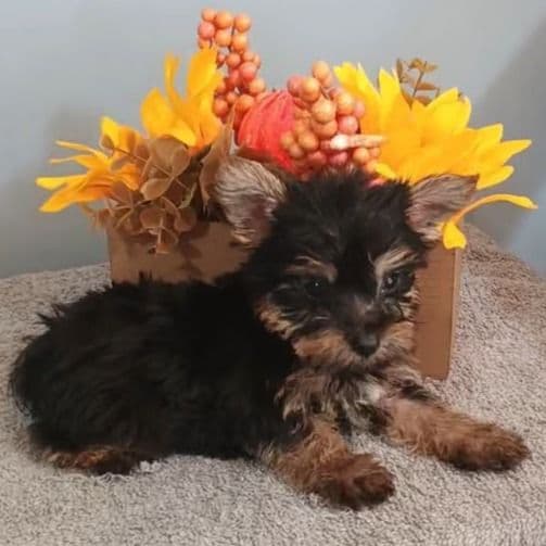 Yager - Yorkshire Terrier Male