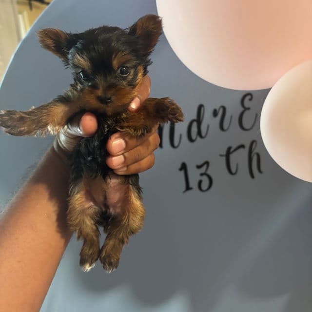 Female  - Yorkshire Terrier Female