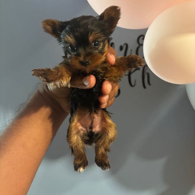Female 2 - Yorkshire Terrier Female