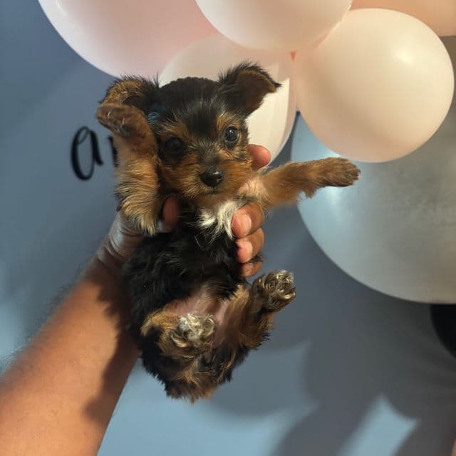 Female 3 - Yorkshire Terrier Female