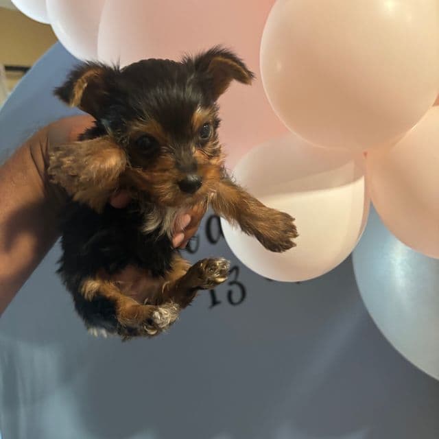 Male  - Yorkshire Terrier Male