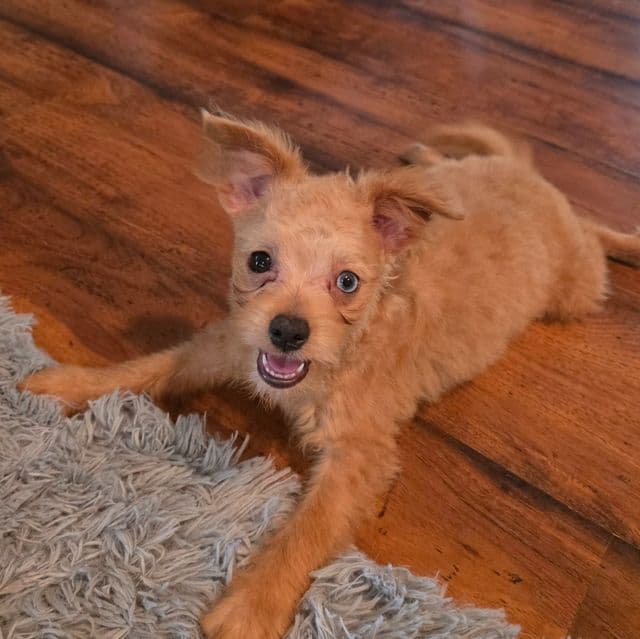 Murphy - Pomapoo Male