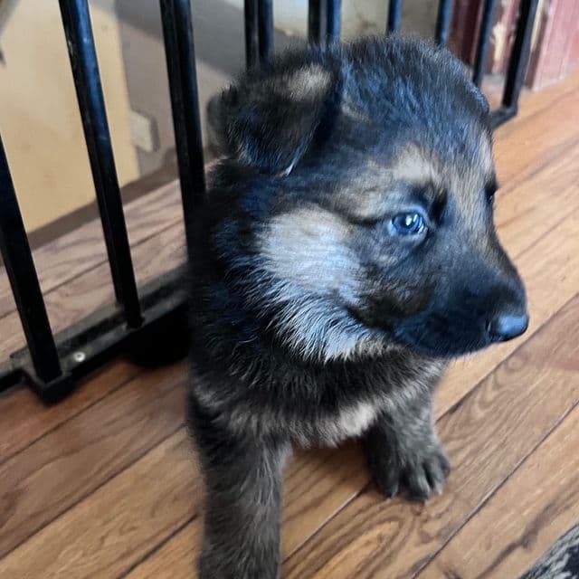 Bodie - German Shepherd Dog Male