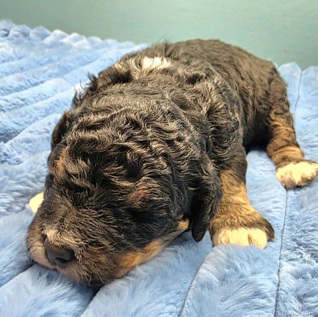 Mini F1b Boomer - Bernedoodle Male