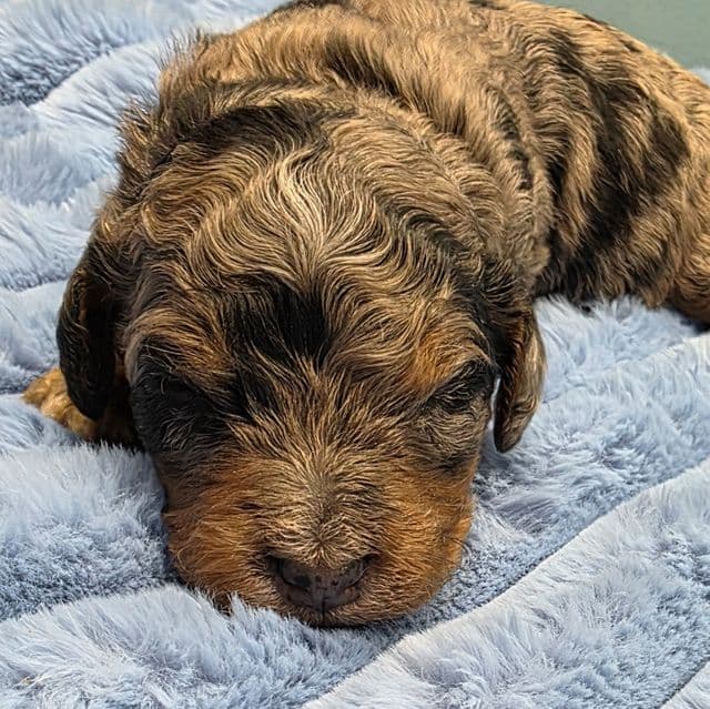 Mini F1b Clyde - Bernedoodle Male