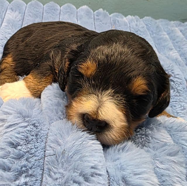 Mini F1b Bonnie - Bernedoodle Female