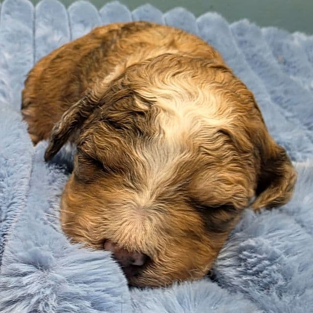 Mini F1b Fern - Bernedoodle Female