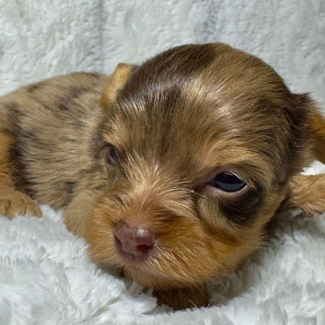 Boomer - Yorkshire Terrier Male
