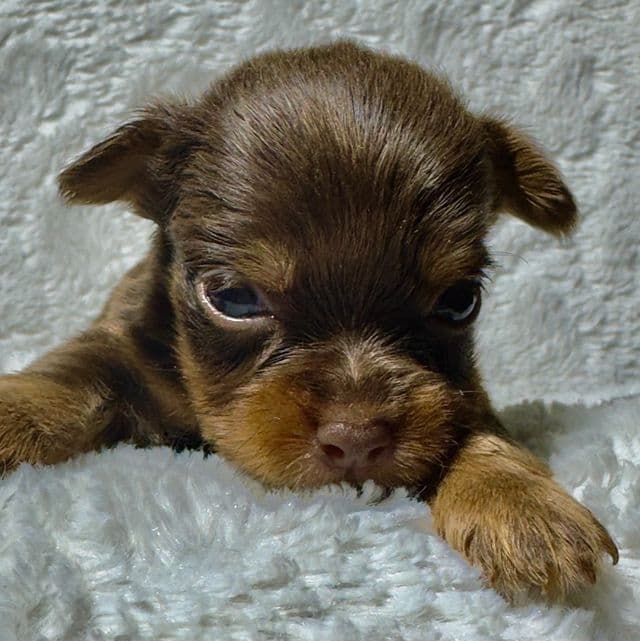 Taylor - Yorkshire Terrier Female