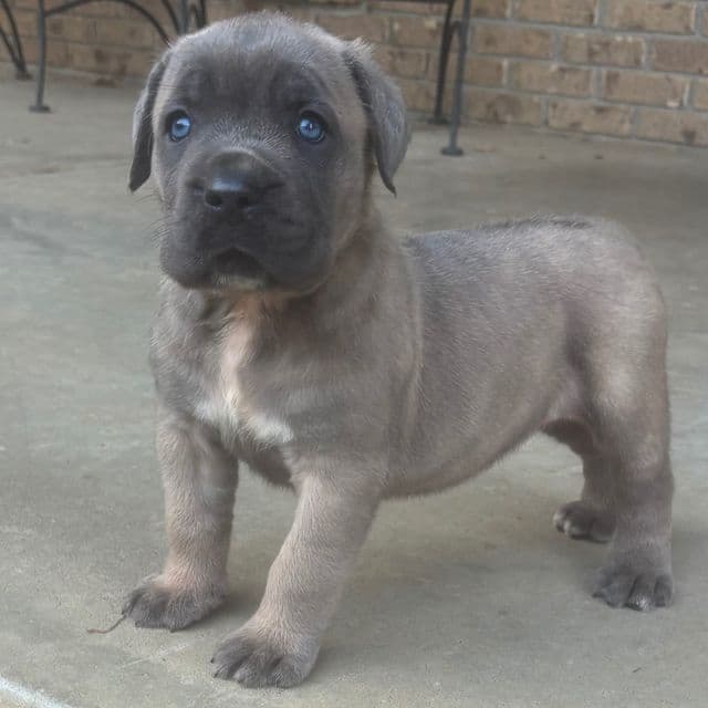 Sasha - Cane Corso Female