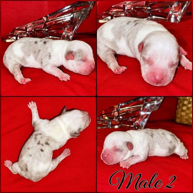 Male 2 - American Bully Male