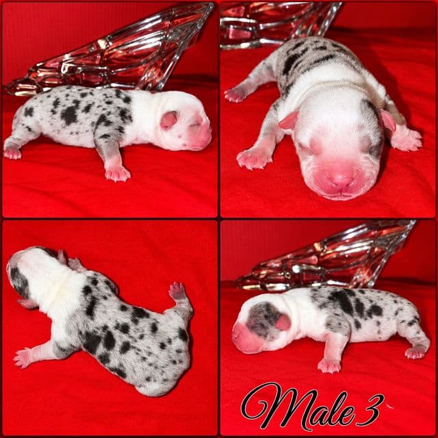 Male 3 - American Bully Male