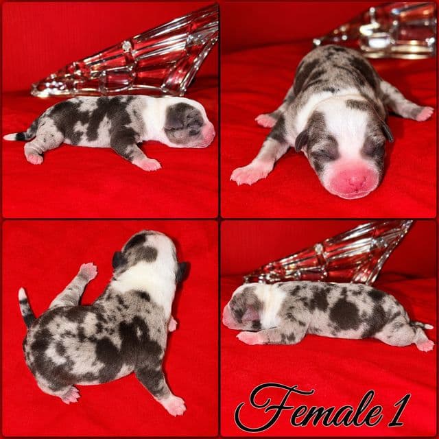 Female 1 - American Bully Female