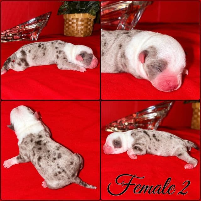 Female 2 - American Bully Male