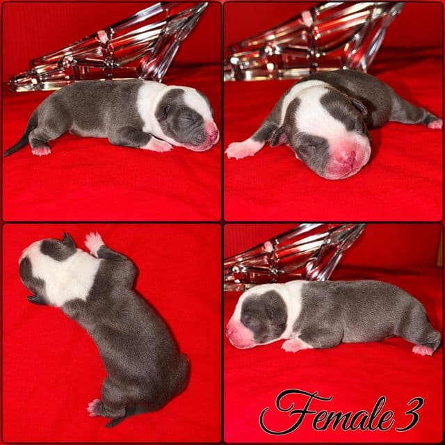 Female 3 - American Bully Female