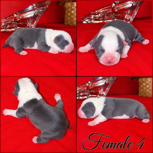 Female 4 - American Bully Female