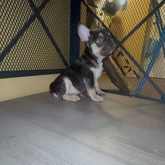 Roman  - French Bulldog Male
