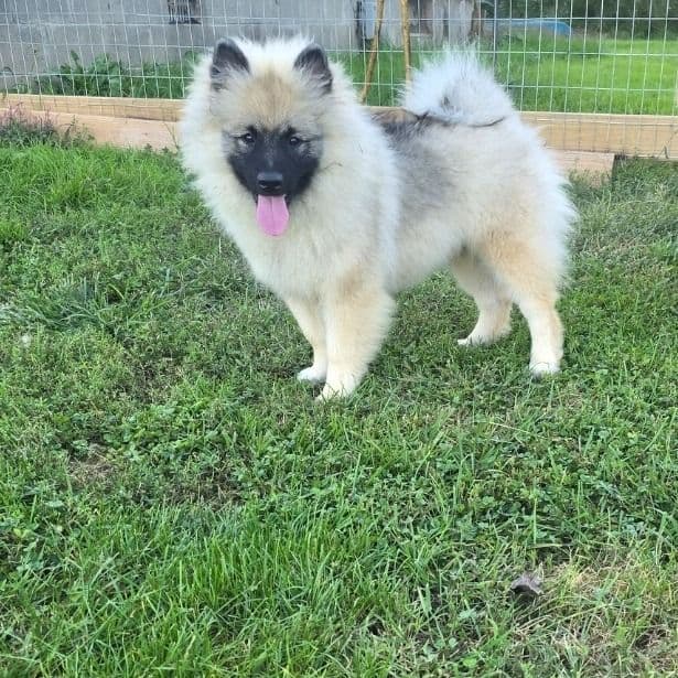 Hexx - Keeshond Female