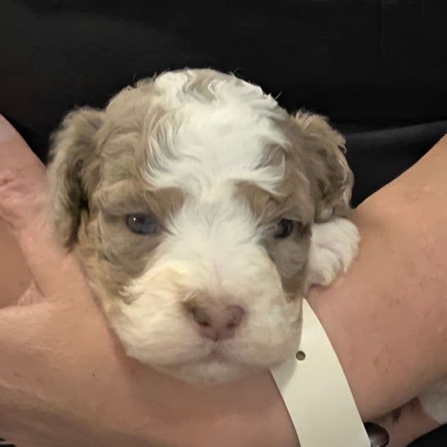 Mini Dolly - Bernedoodle Female