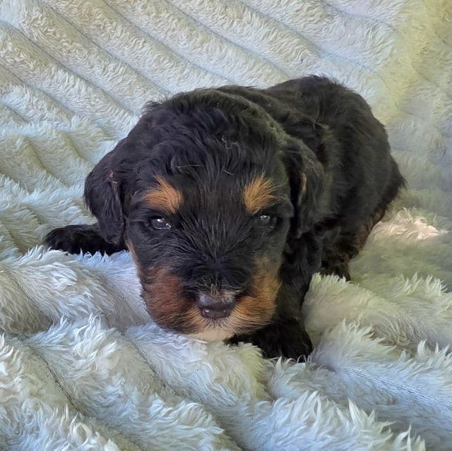 Mini Hank - Bernedoodle Male