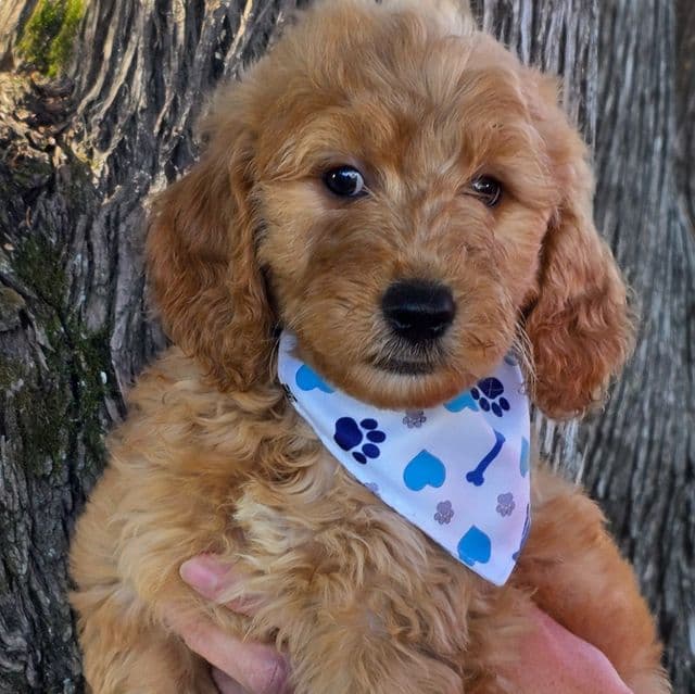 Hondo-mini - Goldendoodle Male