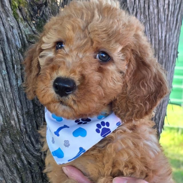 Zaire- mini - Goldendoodle Male