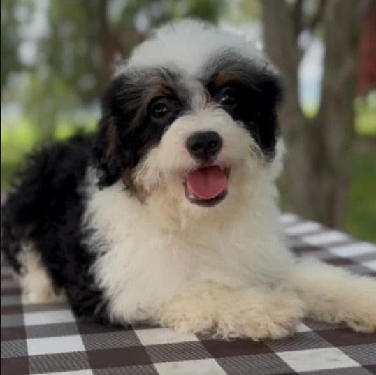 Nacho - Bernedoodle Male