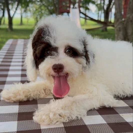 Taco - Bernedoodle Male