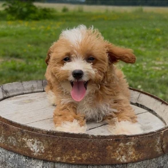 Brooke - Goldendoodle Female