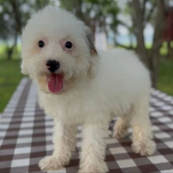 Pretzel - Bernedoodle Male