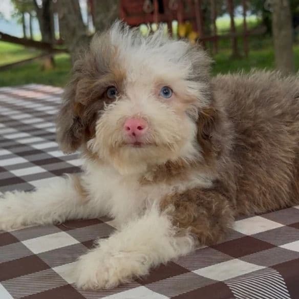 Paris - Bernedoodle Female