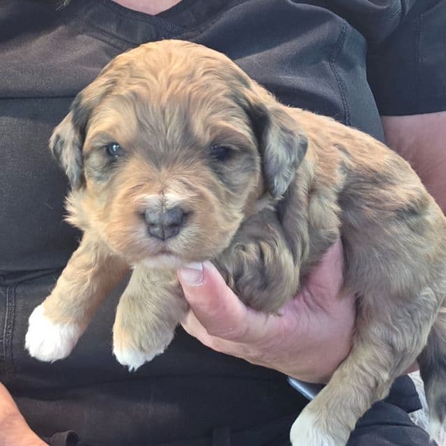 Mini F1b Willy  - Bernedoodle Male