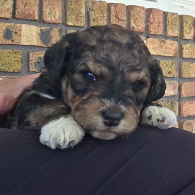 Mini F1b Tucker  - Bernedoodle Male