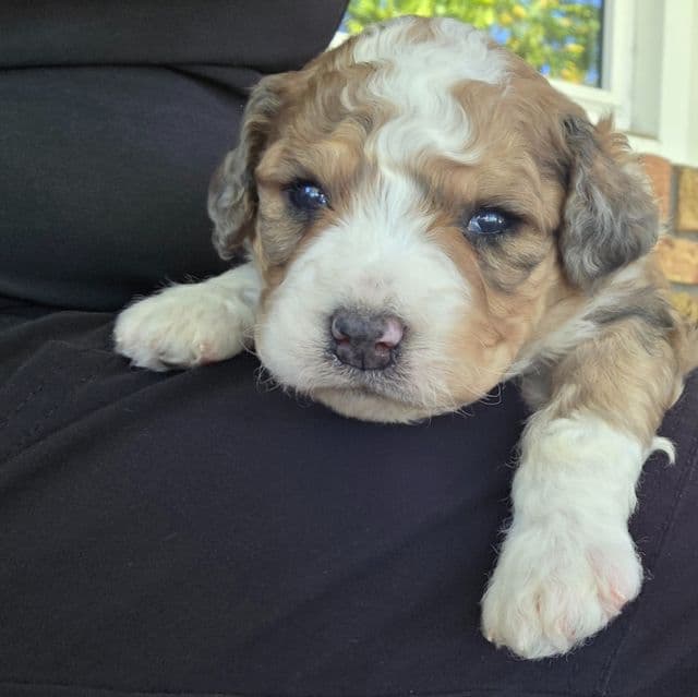 Mini F1b Scooby - Bernedoodle Male