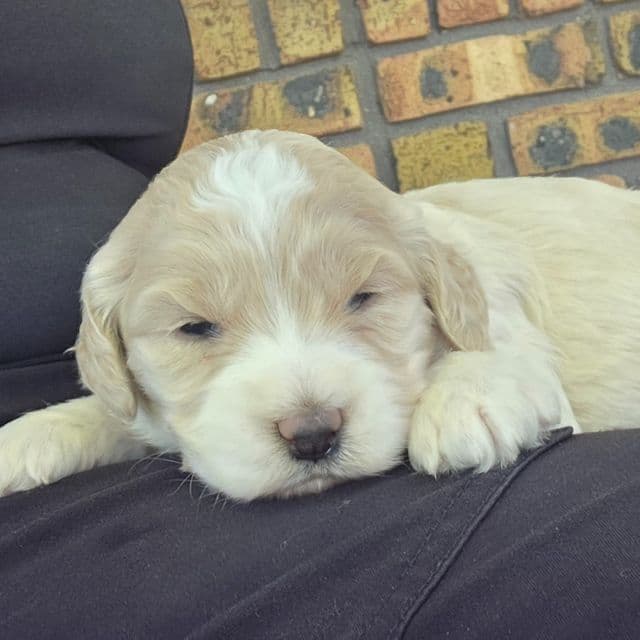 Mini F1b Winnie  - Bernedoodle Female