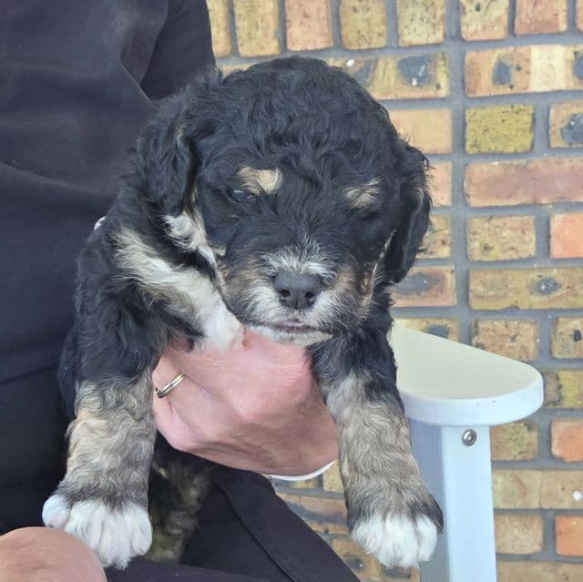 Mini F1b Boomer - Bernedoodle Male