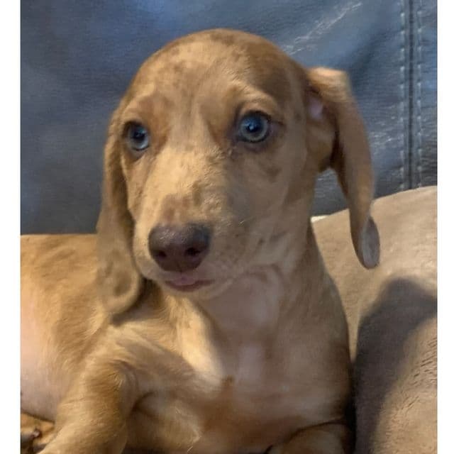 Fun Lil’ Chucky~!!! - Dachshund Male