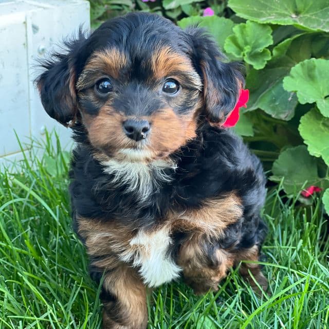 Shawn - Yorkipoo Male