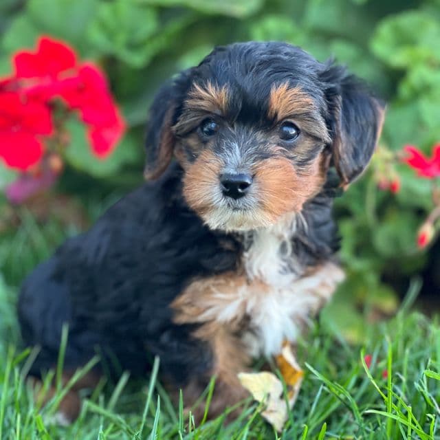 Soren - Yorkipoo Male