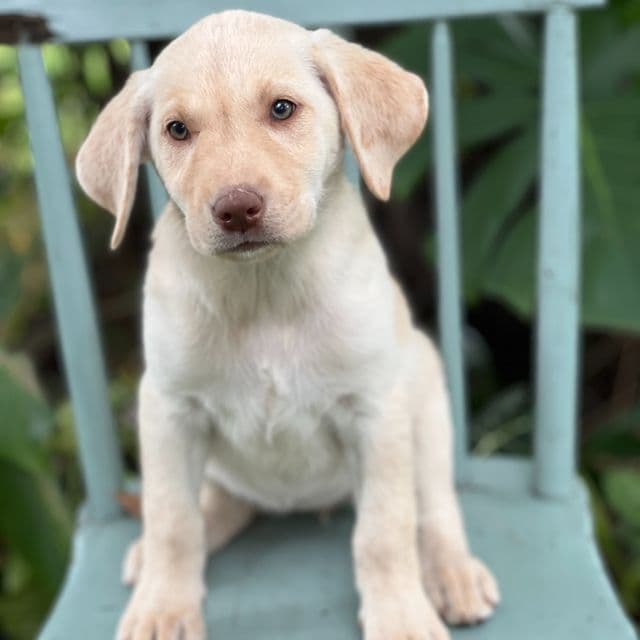 Minnie - Labrador Retriever Female