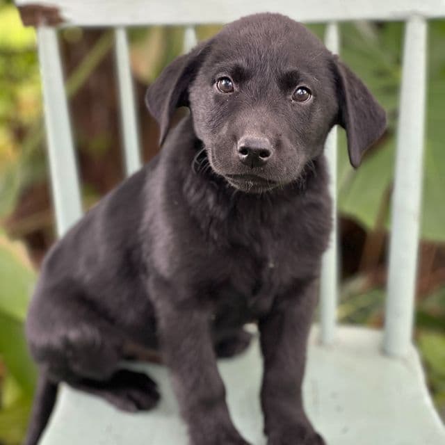 Milo - Labrador Retriever Male