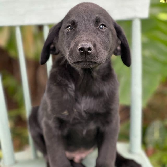 Macchiato - Labrador Retriever Male