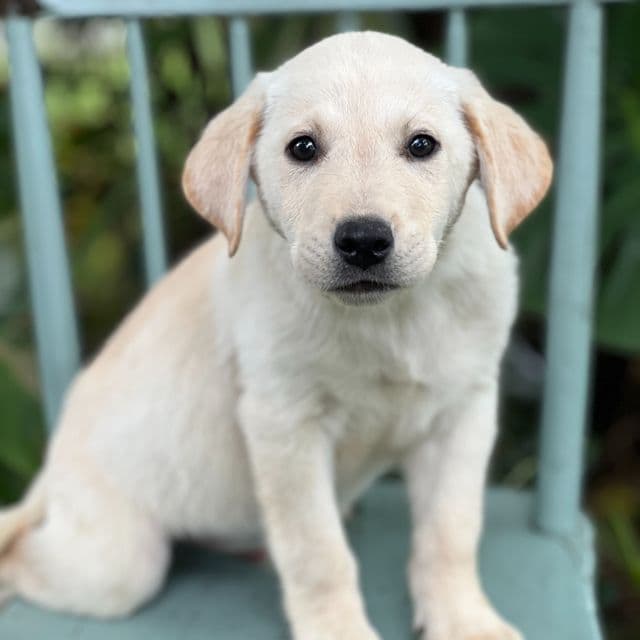 Matty - Labrador Retriever Male
