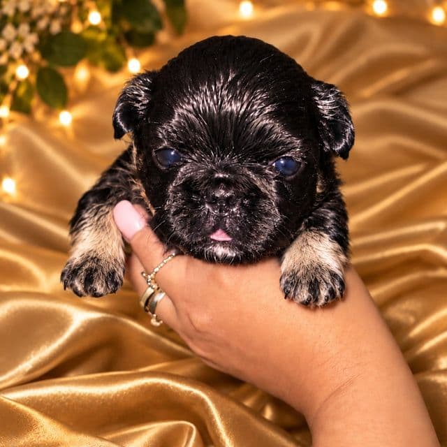 B.P (Black Panther) - French Bulldog Male