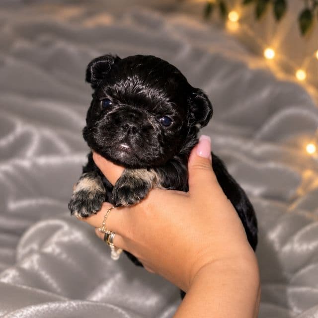Blade - French Bulldog Male