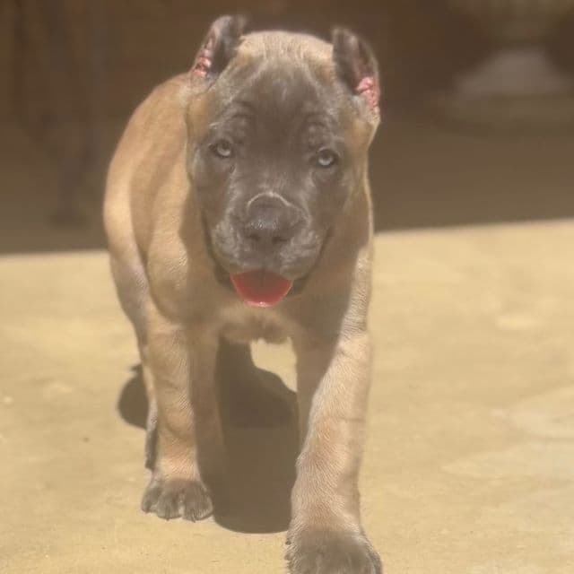Sasha - Cane Corso Female