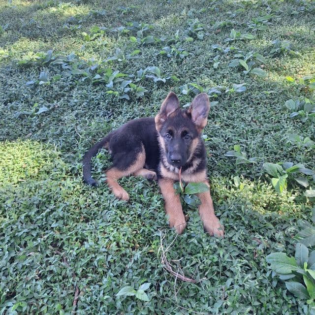 Ivona vom LegendLand - German Shepherd Dog Female