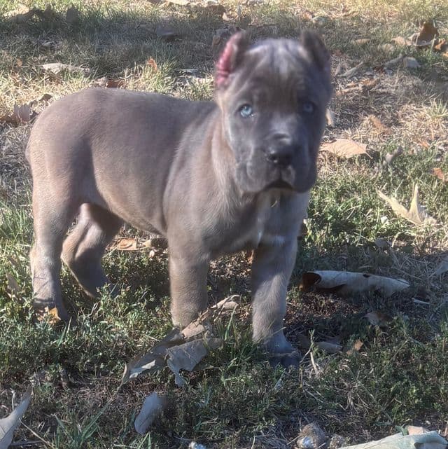 Sasha - Cane Corso Female