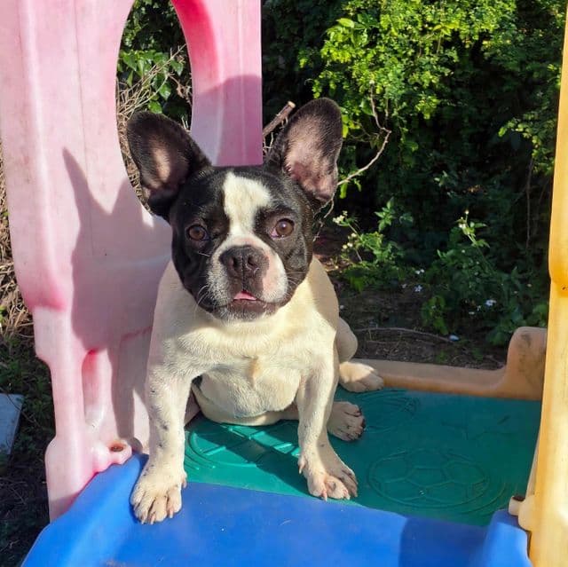 Croissant  - French Bulldog Male